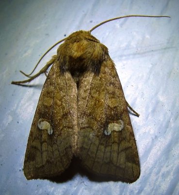 Amphipoea-americana - 9457 - American Ear Moth