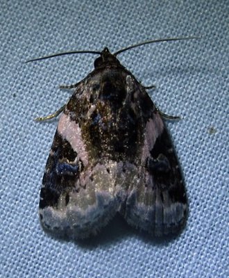 Pseudeustrotia carneola - 9053 - Pink-barred Pseudeustrotia