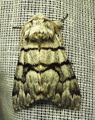 Panthea furcilla - 9182 - Eastern Panthea Moth