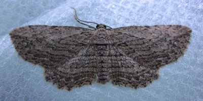 Horisme intestinata - 7445 - Brown Bark Carpet Moth