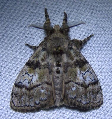 Dasychira plagiata - 8304 - Northern Pine Tussock Moth