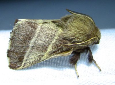 Malacosoma americana - 7701 - Eastern Tent Caterpillar