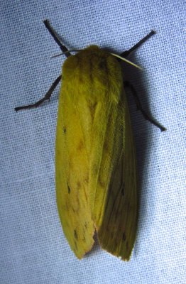Pyrrharctia isabella - 8129 - Isabella Tiger Moth