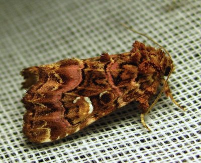 Callopistria mollissima - 9631 - Pink-shaded Fern Moth 