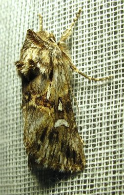 Calophasia lunula - 10177 - Toadflax Brocade Moth