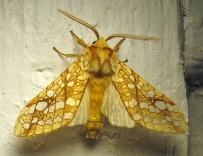Lophocampa caryae - 8211 - Hickory Tussock Moth