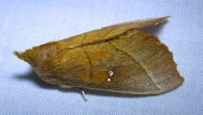 Nadata gibbosa - 7915 - White-dotted Prominent