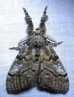 Dasychira basiflava - 8296 - Yellow-based Tussock Moth