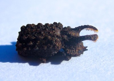Forked Fungus Beetle - Bolitotherus cornutu - view 1