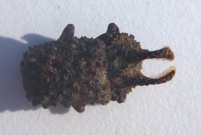 Forked Fungus Beetle - Bolitotherus cornutu - view 2