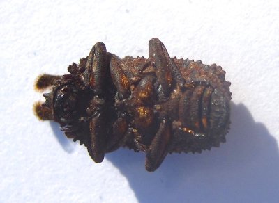 Forked Fungus Beetle - Bolitotherus cornutu - view 3