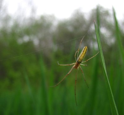 Long-jawed Orbweaver Spiders - Tetragnathidae