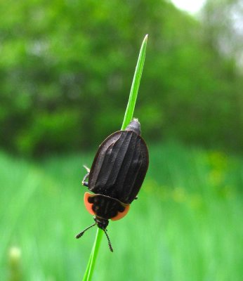 Margined Carrion Beetle - Oiceoptoma noveboracense
