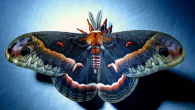 Hyalophora cecropia -7767 - Cecropia Moth