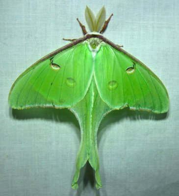 Actias luna - 7758 - Luna Moth