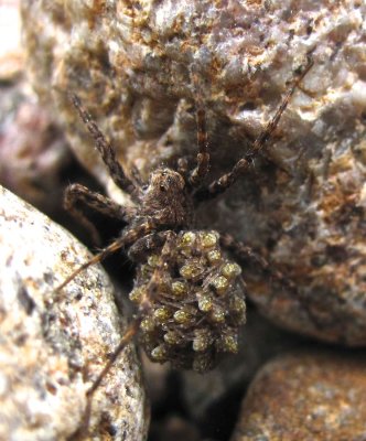 Wolf Spiders -  Lycosidae