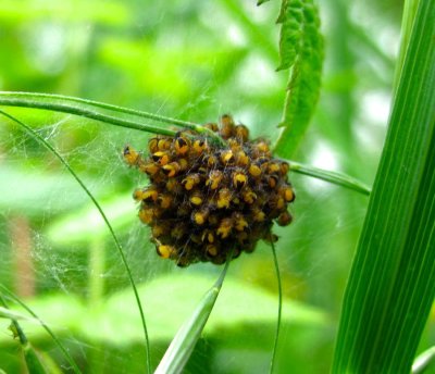 Araneus diadematus - spiderlings