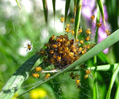 Orbweaver Spiders - Araneidae