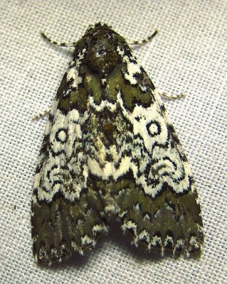 Cerma cora - 9061 - Owl-eyed Bird-dropping Moth