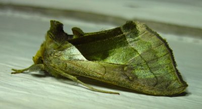 Hologram Moth  - 8897 -  Diachrysia balluca