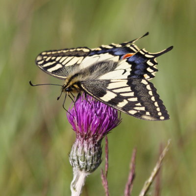 European Swallowtail