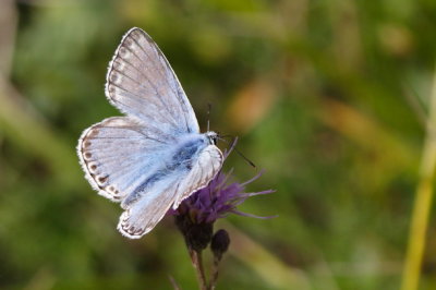 Chalkhill Blue