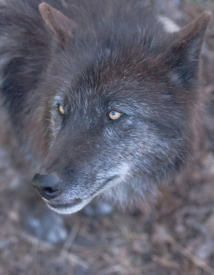 Wolf Conservation Center Photo Session-03.jpg