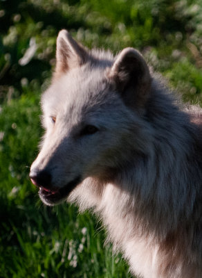 Wolf Conservation Center Photo Session-06.jpg