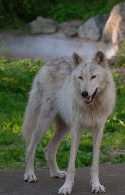 Wolf Conservation Center Photo Session-08.jpg