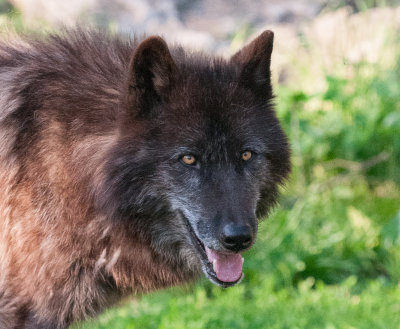 Wolf Conservation Center Photo Session-09.jpg