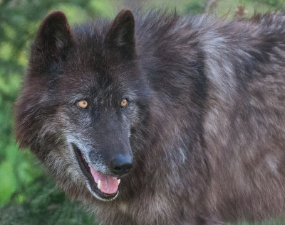 Wolf Conservation Center Photo Session-10.jpg