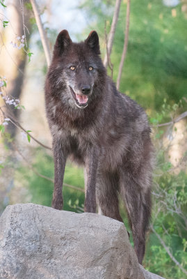 Wolf Conservation Center Photo Session-11.jpg