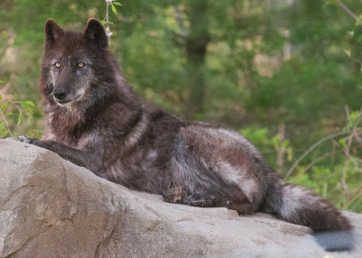 Wolf Conservation Center Photo Session