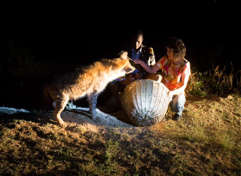 Kathy Feeding the Wild Hyenas