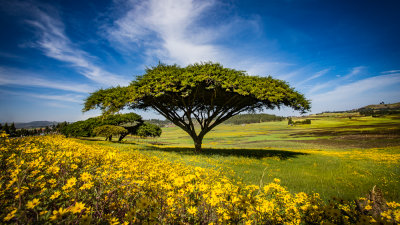 Beautiful countryside full of Meskel flowers