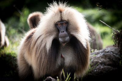 Gelada Baboons