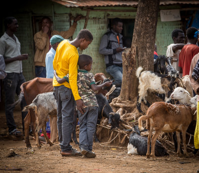 Selling Animals, Dorze Market