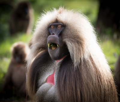 Gelada Baboons