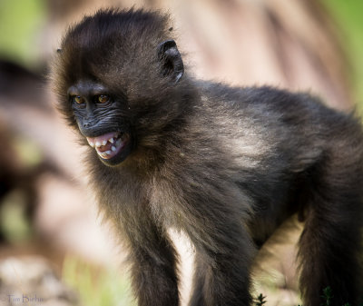 Gelada Baboons