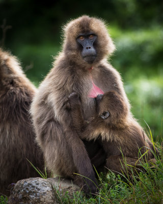 Gelada Baboons