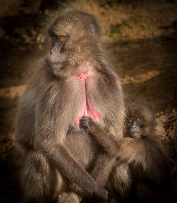 Gelada Baboons