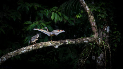 Sunbittern