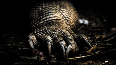 Claws of the Komodo