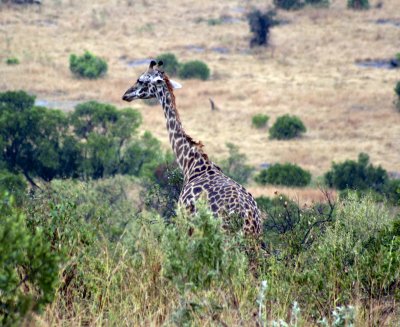 IMG_9586.jpg