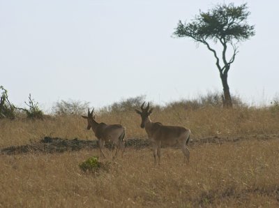 IMG_9630.jpg