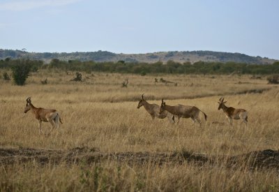 IMG_9633.jpg