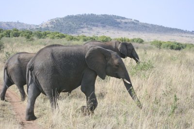 IMG_9641.jpg
