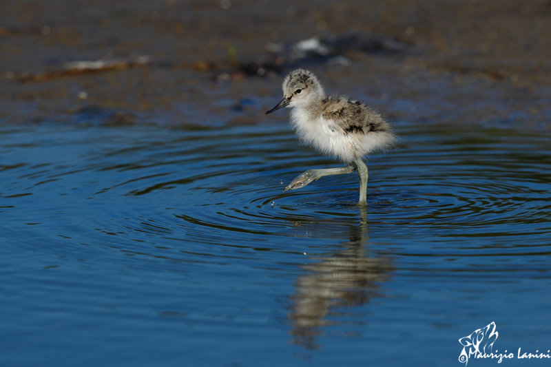 Giovane avocetta , The new born