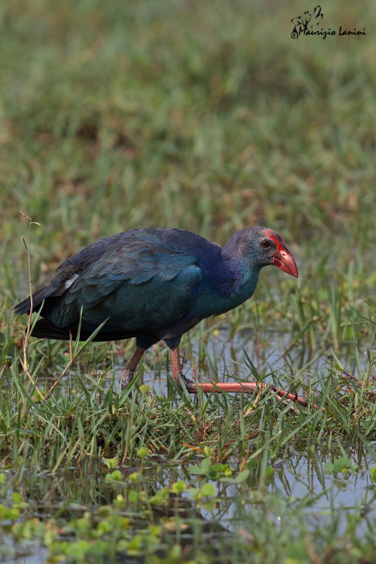 Pollo sultano , Purple coot
