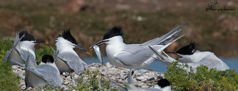 Sterne beccapesci , Sandwich tern